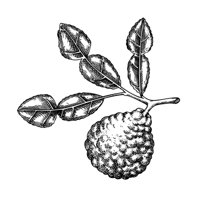 Kaffir lime sketch. Kitchen spice drawing. Citrus fruit branch hand-drawn vector illustration. NOT AI generated